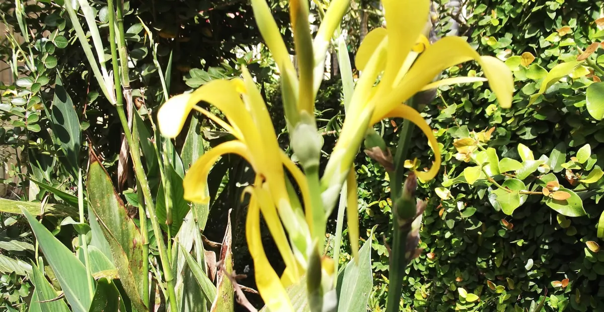 water canna or Louisiana canna (Canna glauca) – plant photo
