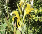 Water canna or Louisiana canna (Canna glauca) care guide