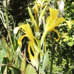water canna or Louisiana canna (Canna glauca) – plant photo
