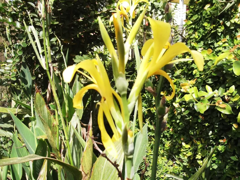 Canna glauca