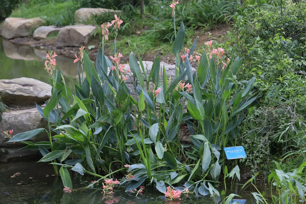 Canna glauca – (Canna glauca) – im Garten, Pflanzenfoto