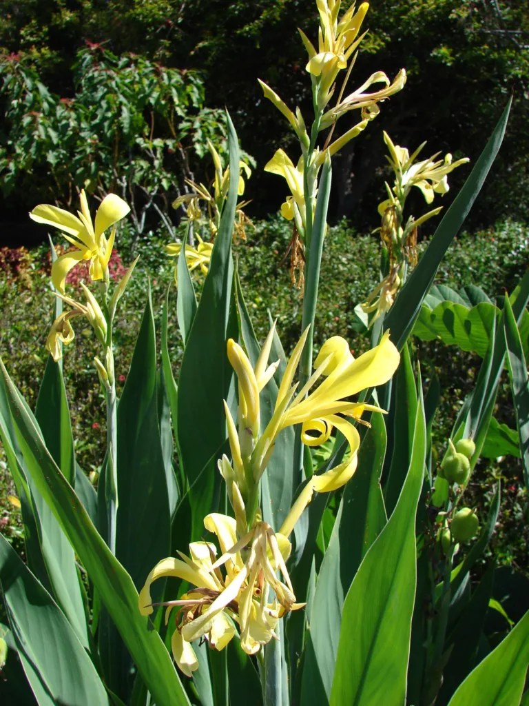 Canna glauca – (Canna glauca) – Blüten in Nahaufnahme, Pflanzenfoto