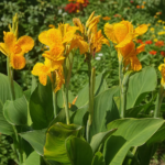 Canna ‘Golden Lucifer’ (Canna 'Golden Lucifer') – Pflanzenfoto