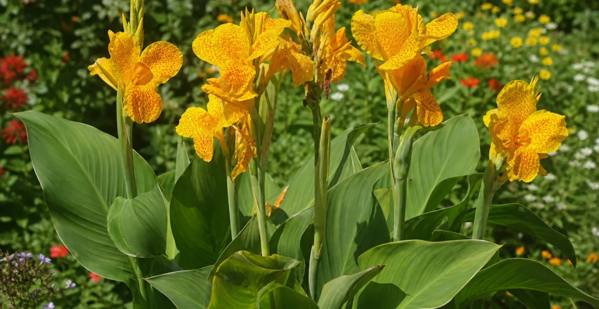 Canna 'Golden Lucifer' – plant photo