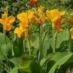 Canna ‘Golden Lucifer’ (Canna 'Golden Lucifer') – plant photo
