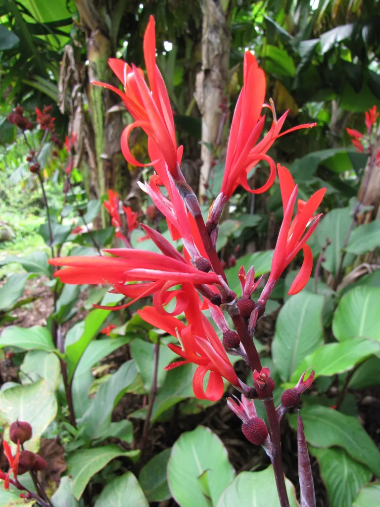 kana indická (Canna indica) – kvety zblízka, fotografia rastliny