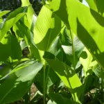 Canna indica care guide (Canna indica) – plant photo
