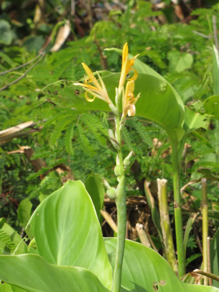 kana indická (Canna indica) – kvety zblízka, fotografia rastliny