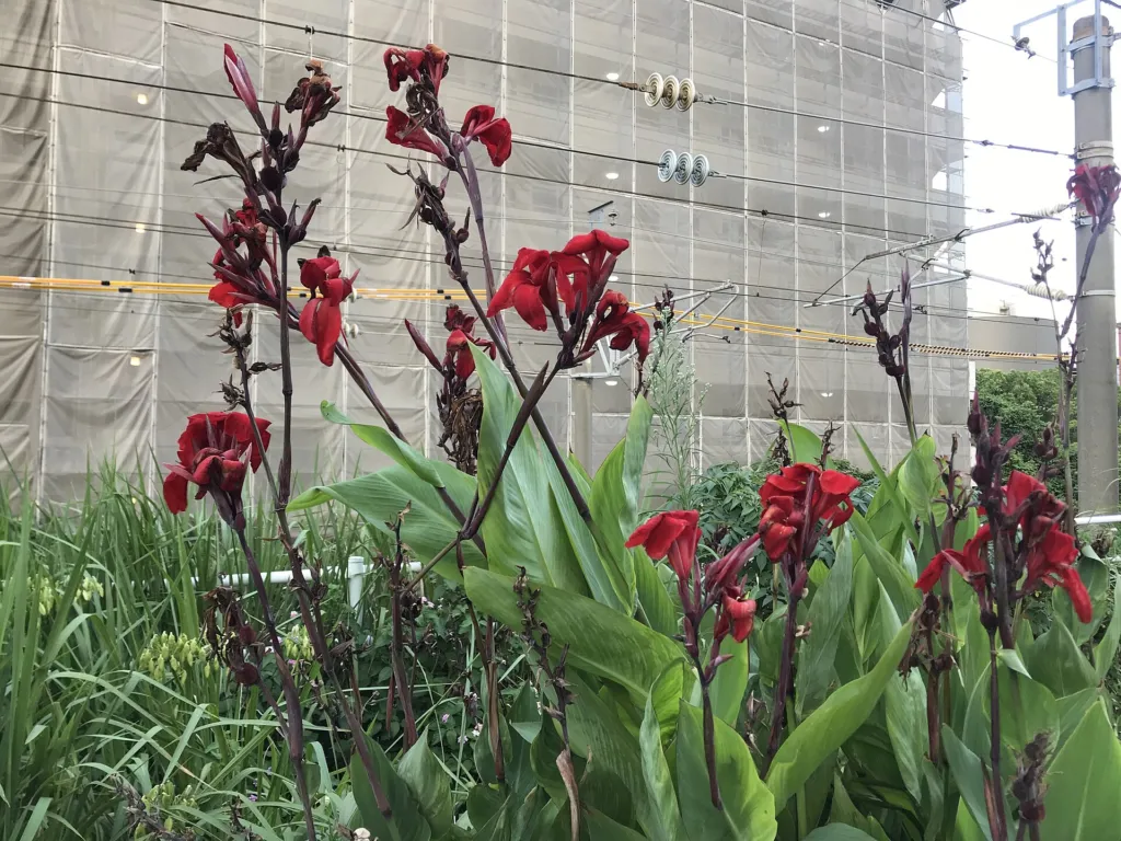 kana indická (Canna indica) – kvety zblízka, fotografia rastliny