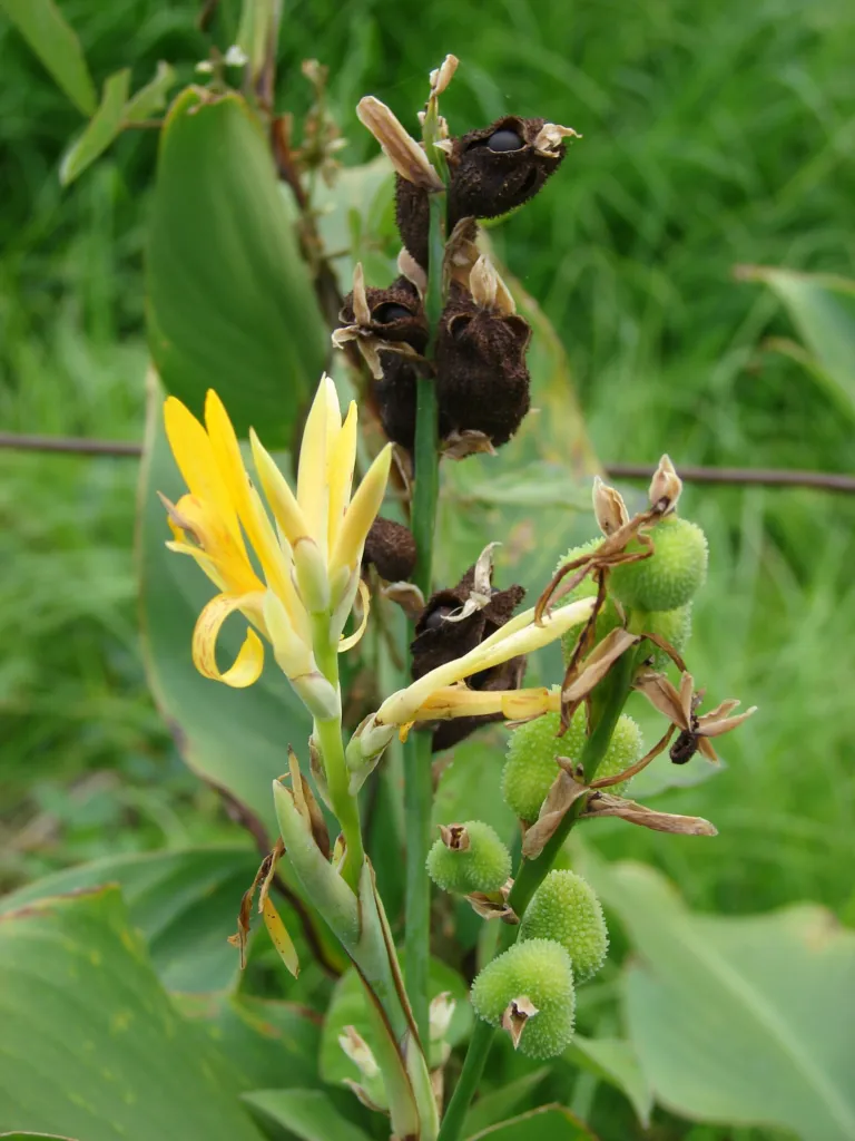 kana indická (Canna indica) – kvety zblízka, fotografia rastliny
