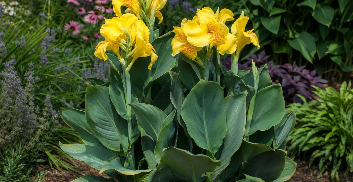 Canna 'Lemon Punch' – fotografia rastliny