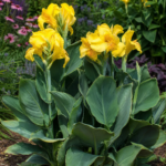 Canna 'Lemon Punch' – fotografia rastliny