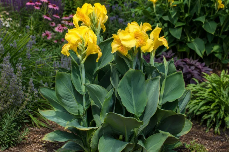 Canna 'Lemon Punch'