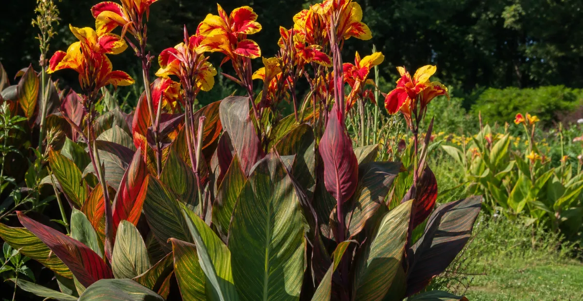 canna lily (Canna 'Cleopatra') – plant photo