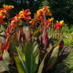 canna lily (Canna 'Cleopatra') – plant photo