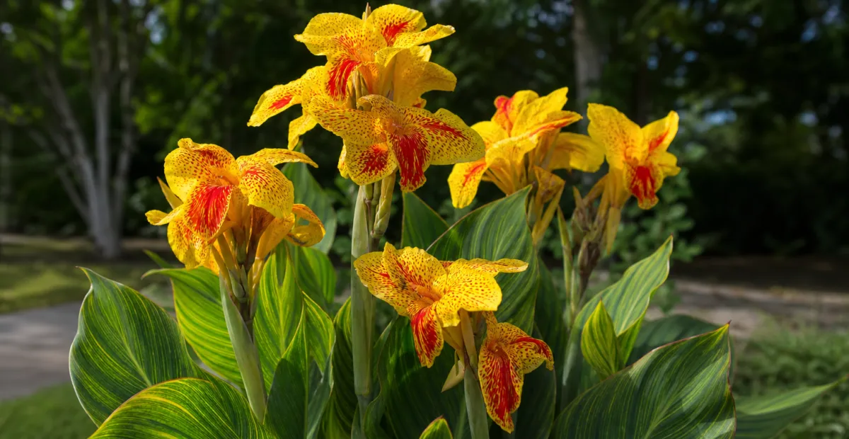 Canna lily (Canna 'Picasso') – plant photo