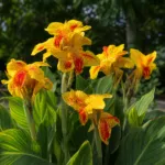 Canna lily (Canna 'Picasso') – plant photo
