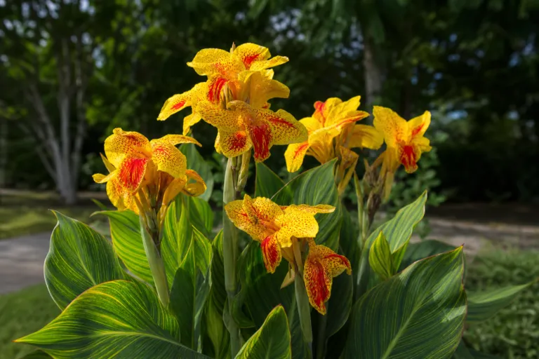 Canna 'Picasso'