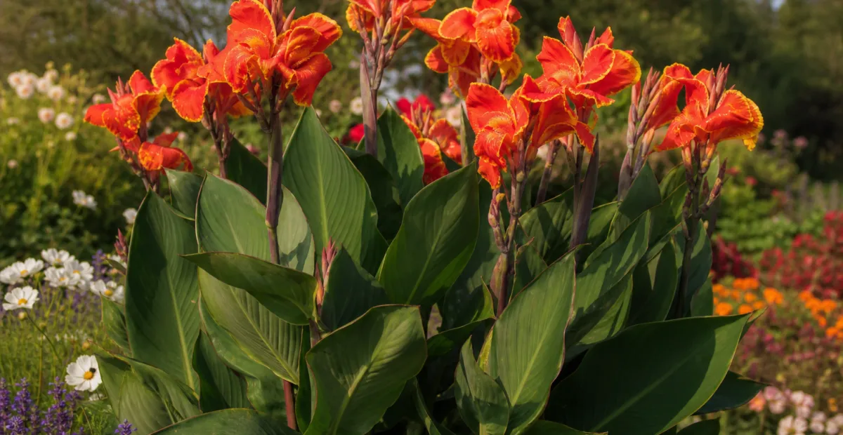 Canna lily (Canna 'Rosemond Cole') – plant photo