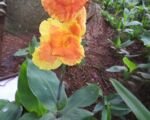 Canna lucifer – Pflege