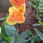 Canna lucifer – (Canna lucifer) – Pflanzenfoto