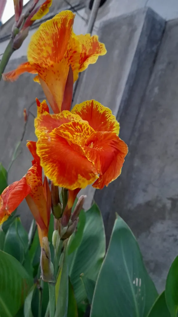 Canna lucifer – pestovanie a (Canna lucifer) – kvety zblízka, fotografia rastliny