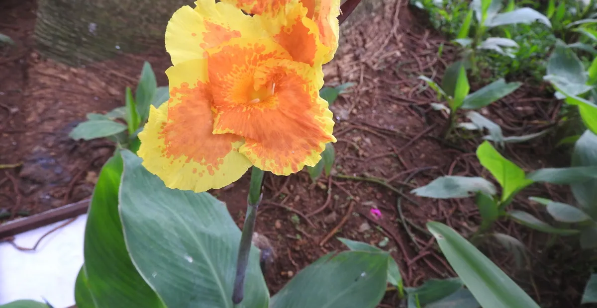 Canna lucifer – plant photo