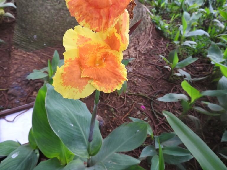 Canna lucifer