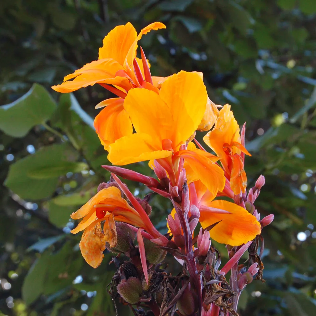 Indisches Blumenrohr (Canna 'Pacific Beauty') – Blüten in Nahaufnahme, Pflanzenfoto