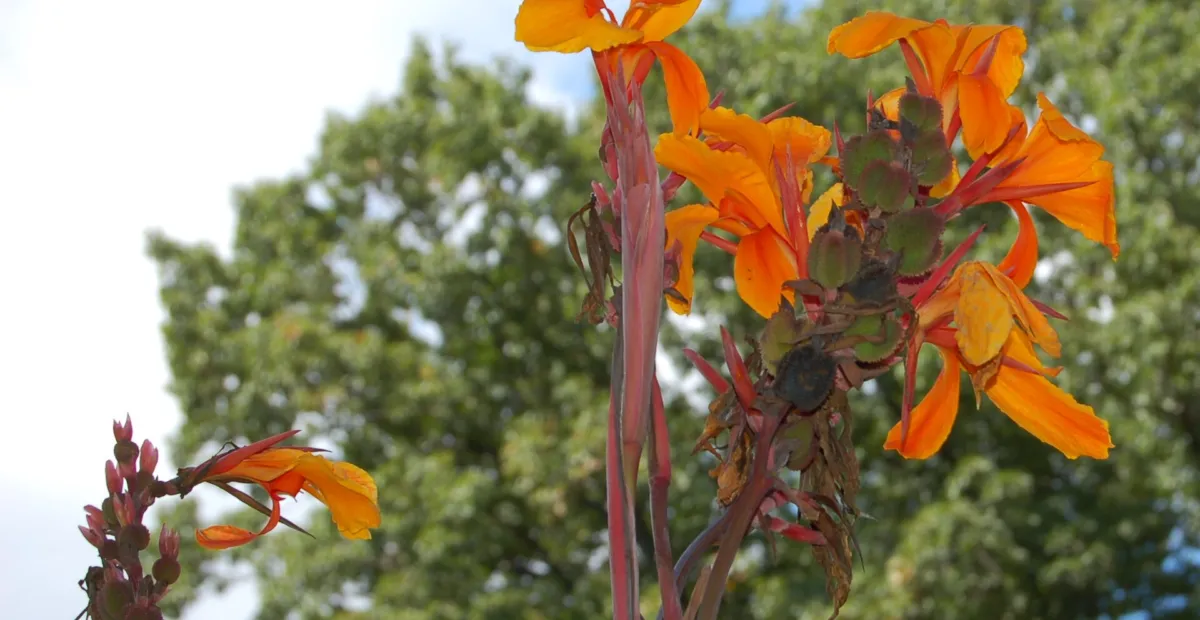 canna lily (Canna 'Pacific Beauty') – plant photo