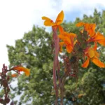 canna lily (Canna 'Pacific Beauty') – plant photo