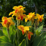 Canna 'Picasso' – fotografia rastliny