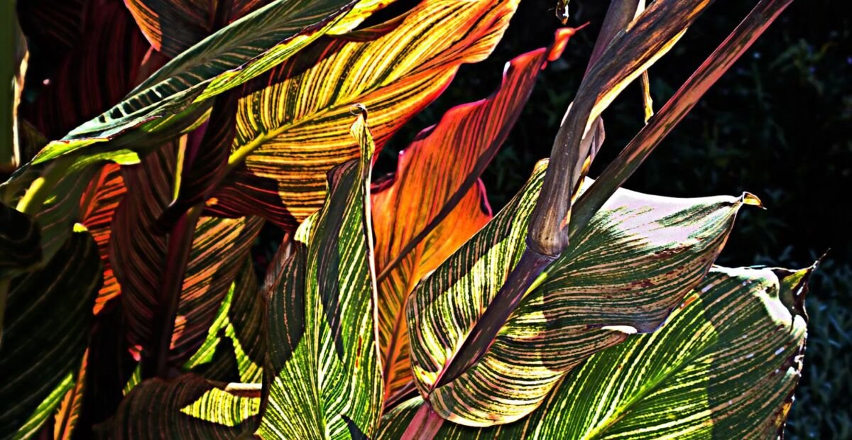 Canna 'Pretoria' – fotografia rastliny