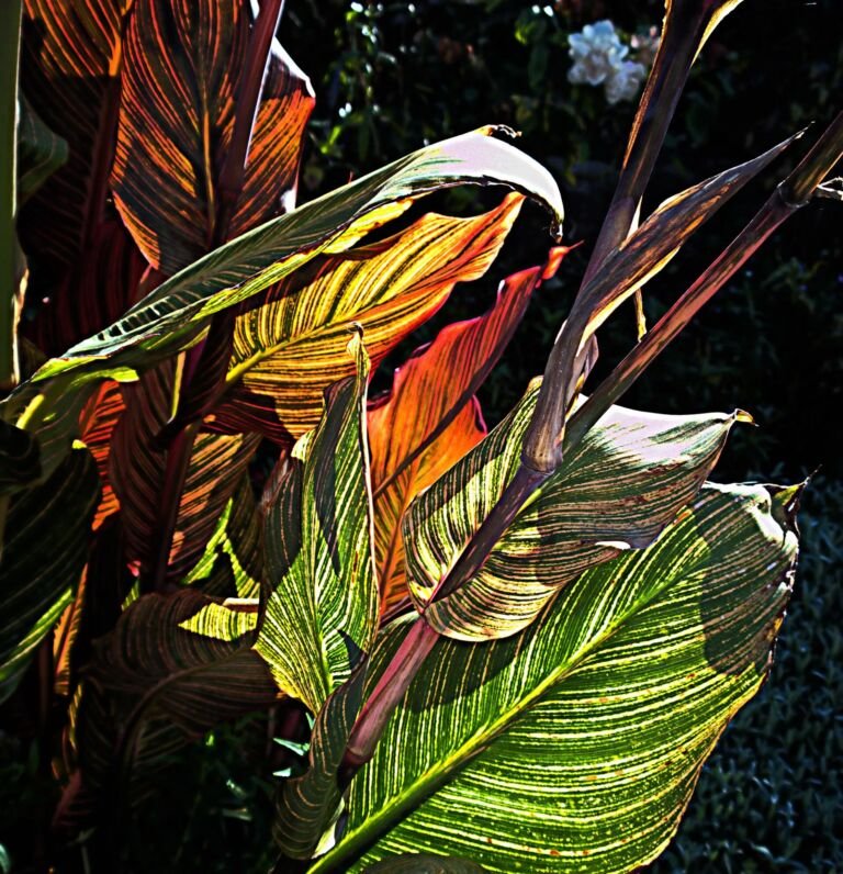 Canna 'Pretoria'