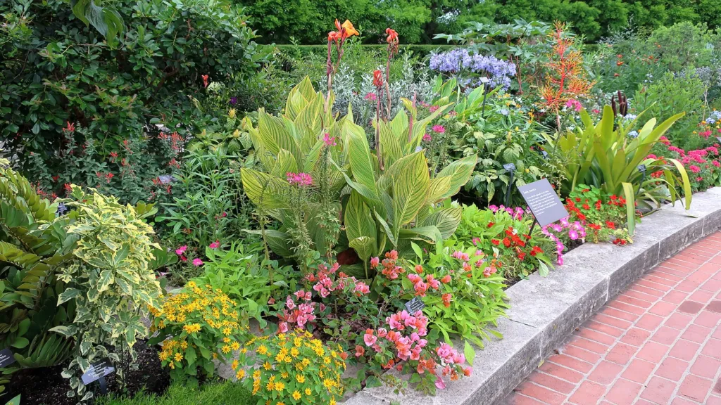 Canna 'Pretoria' – v záhrade, fotografia rastliny