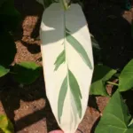 Canna ‘Stuttgart’ (Canna 'Stuttgart') – plant photo