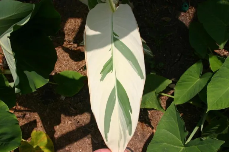 Canna 'Stuttgart'