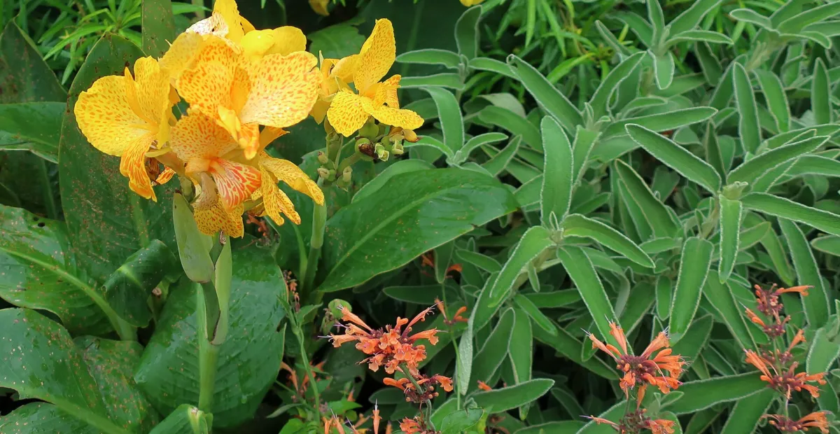 Canna 'Tenerife' – plant photo