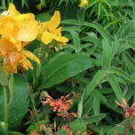 Canna ‘Tenerife’ (Canna 'Tenerife') – plant photo