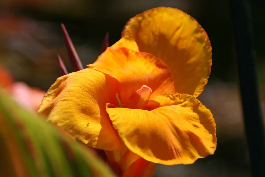 Indisches Blumenrohr (Canna 'Tropicanna') – typisches Erscheinungsbild, Pflanzenfoto