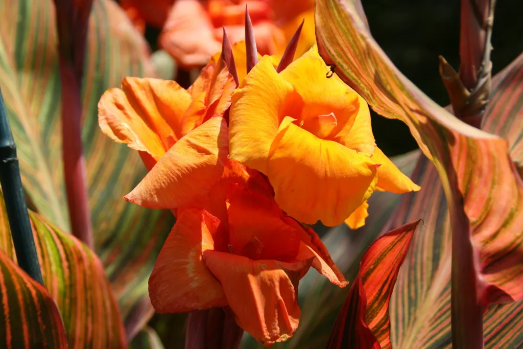 Indisches Blumenrohr (Canna 'Tropicanna') – typisches Erscheinungsbild, Pflanzenfoto
