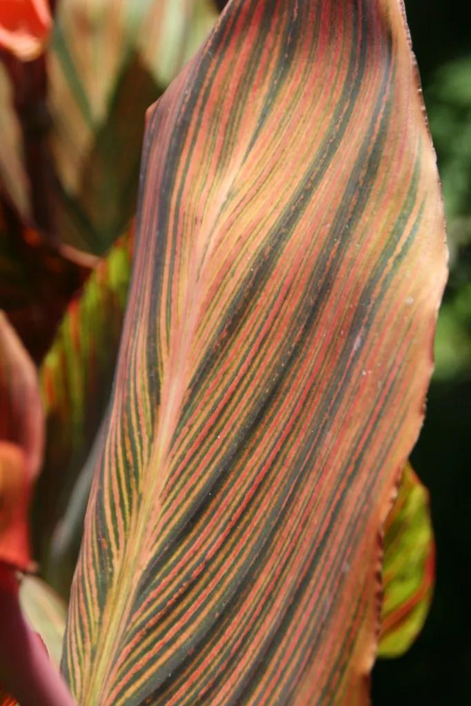 Indisches Blumenrohr (Canna 'Tropicanna') – typisches Erscheinungsbild, Pflanzenfoto
