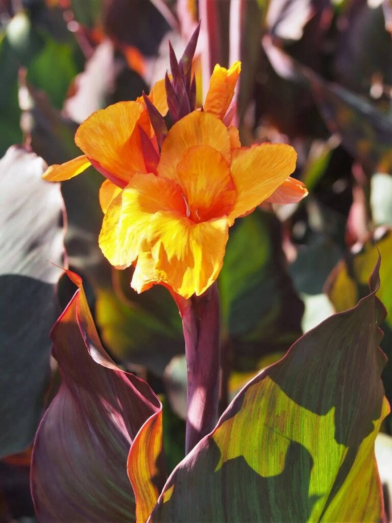 Canna 'Wyoming'