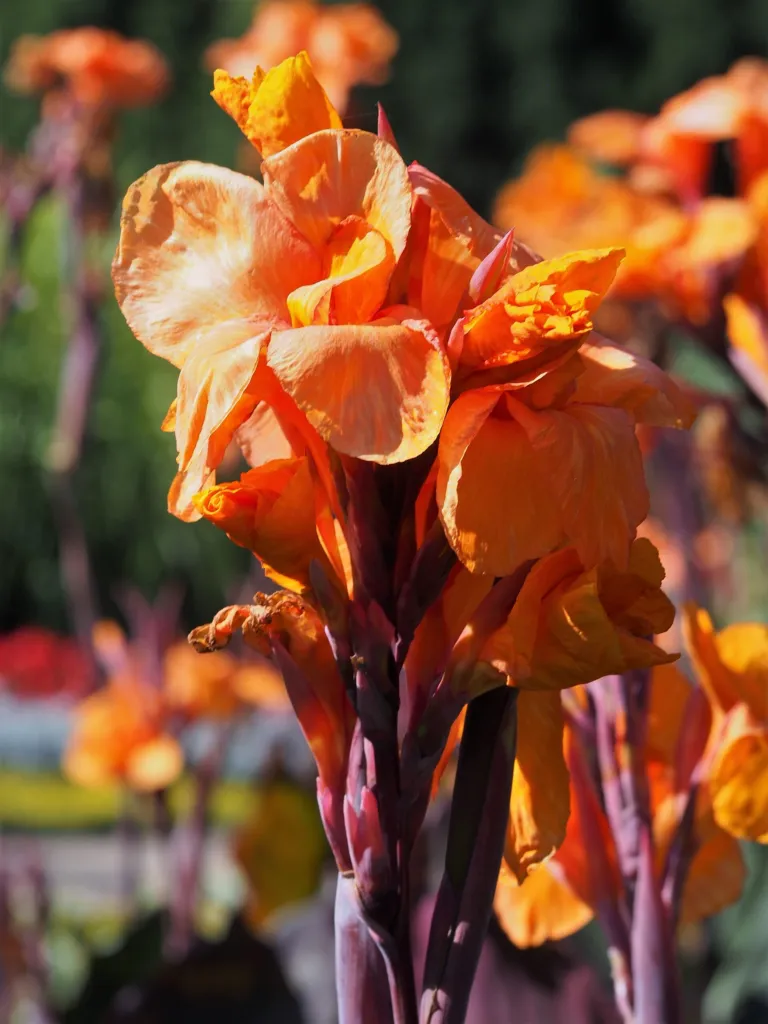 Indisches Blumenrohr 'Wyoming' (Canna 'Wyoming') – im Garten, Pflanzenfoto