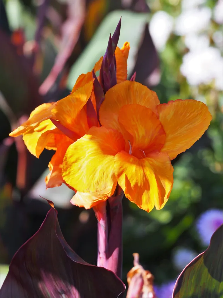 Indisches Blumenrohr 'Wyoming' (Canna 'Wyoming') – im Garten, Pflanzenfoto