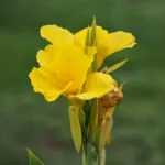 Canna ‘Yellow King Humbert’ (Canna 'Yellow King Humbert') – plant photo