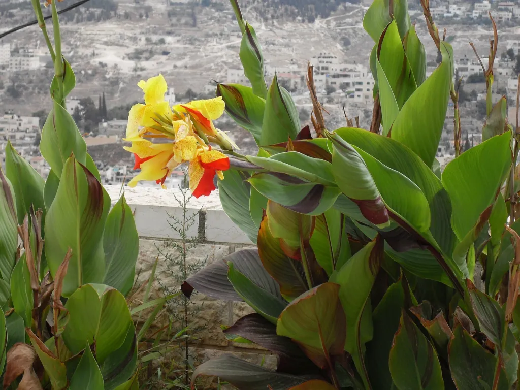 Blumenrohr (Canna 'Yellow King Humbert') – typisches Erscheinungsbild, Pflanzenfoto