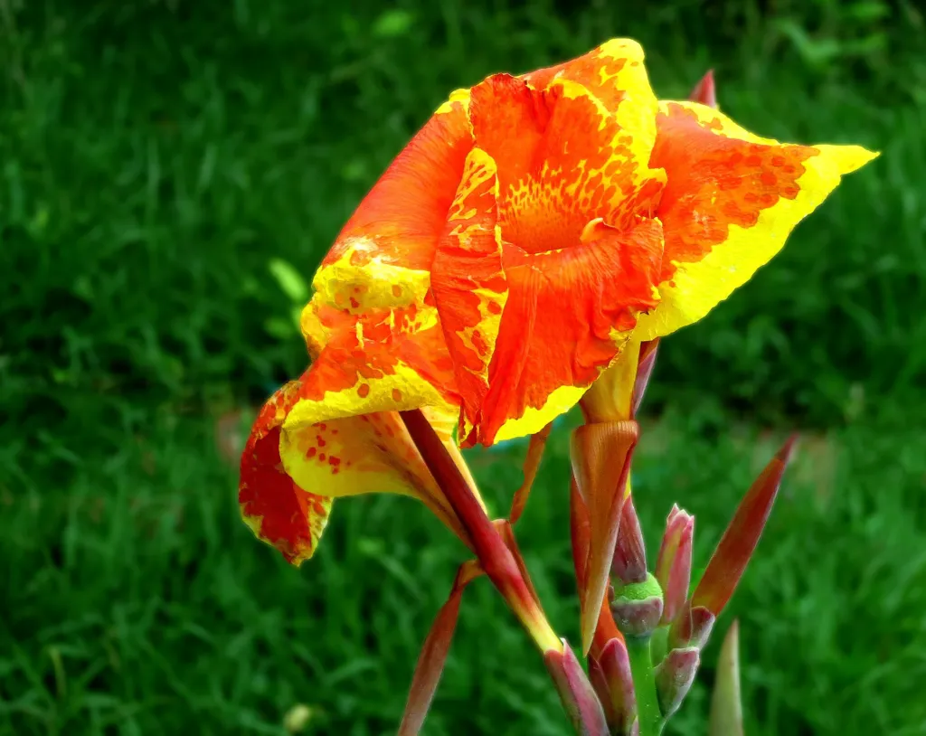 Blumenrohr (Canna 'Yellow King Humbert') – typisches Erscheinungsbild, Pflanzenfoto