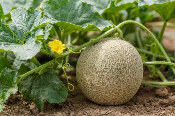 Cucumis melo Cantalupensis Group