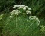 Caraway (Carum carvi) care guide